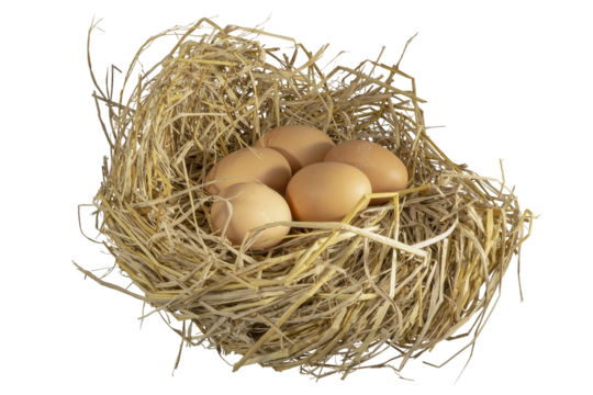 Close-up natural brown chicken eggs lay on a bed of fluffy straw, chicken's nest.
