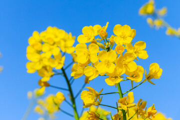 Beautiful rape flowers bloom in spring