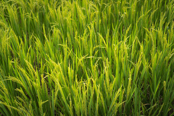 Rice field or paddy field. Close up yellow rice seed ripe and green leaves on sunrise and cloudy in the morning.
