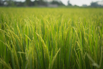 Rice field or paddy field. Close up yellow rice seed ripe and green leaves on sunrise and cloudy in the morning.
