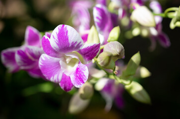 Fototapeta na wymiar Close-up of Dendrobium orchids bouquet with white and purple petals blooming with natural sunlight in the garden on blurred background.