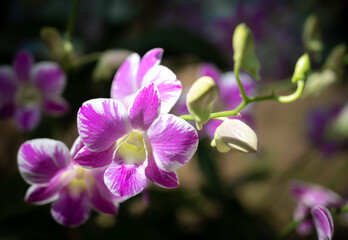 Close-up of Dendrobium orchids bouquet with white and purple petals blooming with natural sunlight in the garden on blurred background.