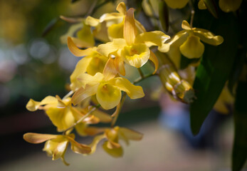 Close-up of Dendrobium friedericksianum orchids bouquet with yellow petals hanging in the garden...