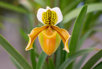 Fototapeta premium Close-up of Paphiopedilum exul orchid on green leaves background. A species of orchid endemic to Thailand. The orchid flower is a greenish-yellow on the petals and lightly brown-spotted.