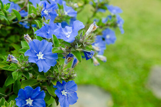 Flowers of blue daze a.k.a. Brazillian dwarf morning-glory (Evolvulus glomeratus)