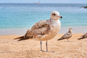 birds (calidris alba) at medano beach in baja california sur, exotic mexican beaches. close up view