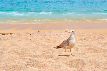 birds (calidris alba) at medano beach in baja california sur, exotic mexican beaches.