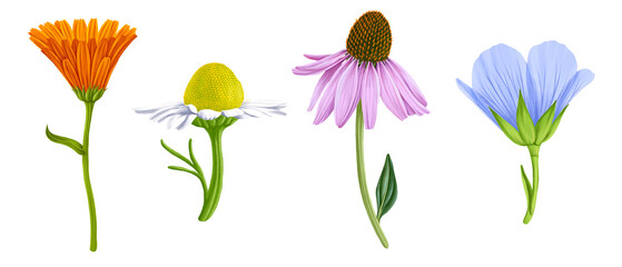 drawing realistic flowers isolated at at white background, calendula, white daisy, echinacea and blue flax, hand drawn illustration,floral design elements