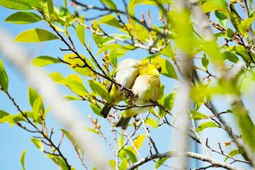 青い空をバックに新緑の木の枝の上ですり寄る二匹の小鳥、メジロ