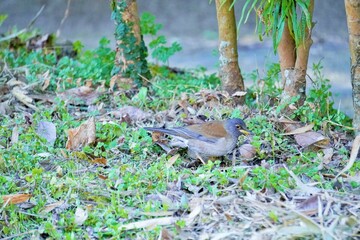 藪で枯草の下の虫を探す野鳥、シロハラ