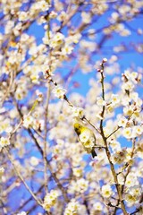 満開の白梅の花の中での枝にとまって正面を向いているメジロ