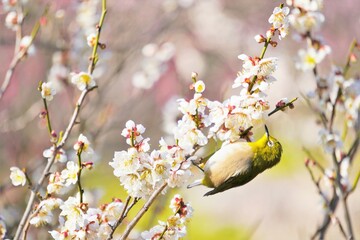 枝にとまって満開の梅の花を吸蜜しようとする緑色のメジロという名前の小鳥