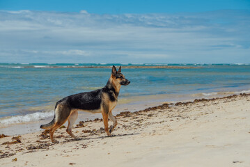 Fototapeta na wymiar Cachorro na praia dos Pescadores em Arraial D'Ajuda, Bahia, Brasil