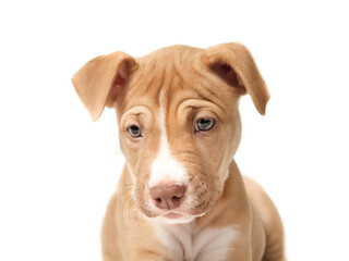 Isolated puppy head shot. Front view cute curios puppy dog looking at something down with tilted head. Beige boxer pitbull mix, 12 weeks old, fawn color, short hair. Selective focus. White background.