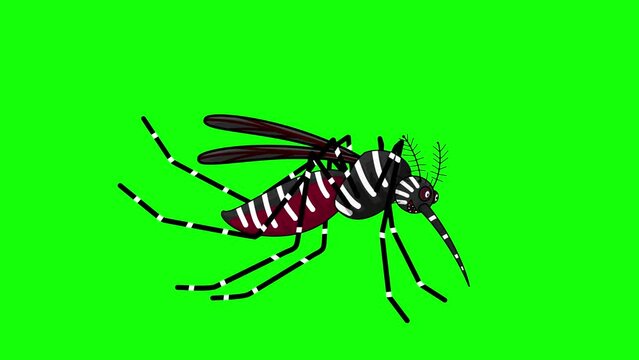 Aedes aegypti mosquito 2D animation looping in flight on a green screen backdrop.