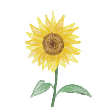 sunflower watercolor painting isolated on white