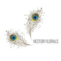Vector peacock feather