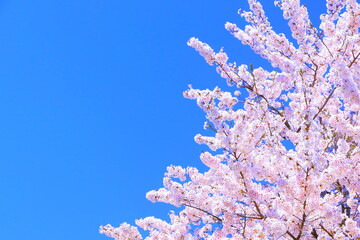 爽やかな快晴の青空と満開の染井吉野