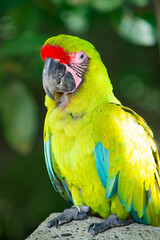 photo of bright green ara macaw parrot in zoo. ara macaw parrot bird. ara macaw parrot outdor.