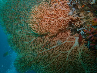 Coral reef. Gorgonian on the seabed underwater.