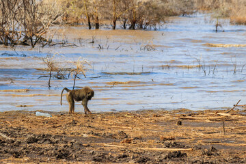 Olive baboon (Papio anubis), also called the Anubis baboon, by water in Lake Manyara National Park in Tanzania