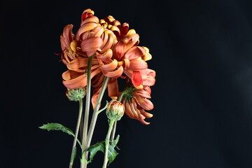 菊 フエゴダーク 黒背景