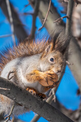 The squirrel with nut sits on tree in the winter or late autumn