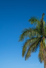 Profile View of a Green Date Palm Tree Under Blue Sky in Hawaii.