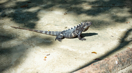 grey iguana lizard outdoor. iguana lizard outside. iguana lizard in nature.