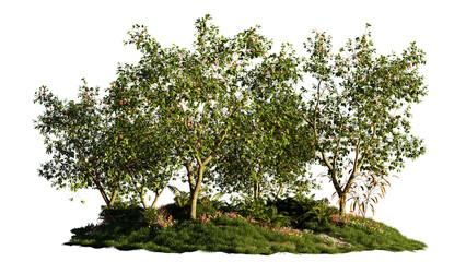 apple orchard, beautiful nature, isolated on transparent background