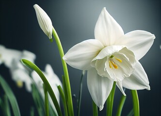 Obraz premium white narcissus flower, generative AI