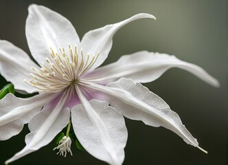 white calla lily, generative AI