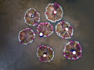 Rural woman in Kien Tuong district of Long An province, Vietnam rowing a boat to harvest water lilies. Water lily is a traditional dish here