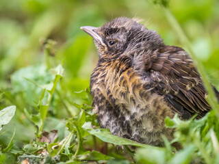 A fieldfare chick, Turdus pilaris, has left the nest and sitting on the spring lawn. A fieldfare chick sits on the ground and waits for food from its parents.