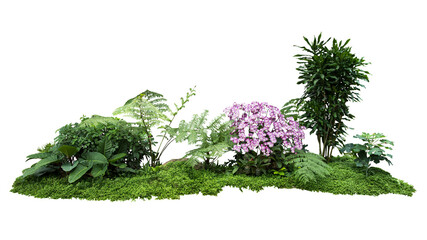 Tropical plant orchid flower fern bush shrub tree isolated on white background with clipping path	