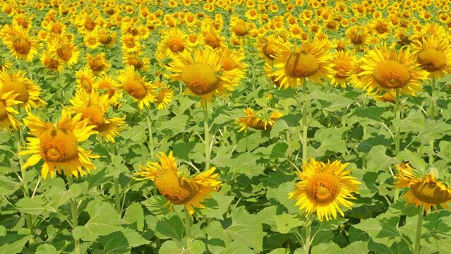 Sunflowers bloom in the cold wind