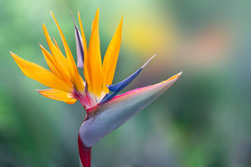 Blooming flower plant - Strelitzia reginae or bird of paradise Beautiful orange flower in Madeira...