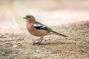 Common chaffinch, Fringilla coelebs, sits on the ground in spring. Common chaffinch in wildlife.