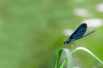 Damselfly or dragonfly sits on a grass on a meadow. Light green background. Copy space, place for text.