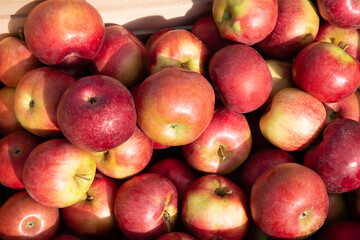 Fototapeta na wymiar photo of apple orchard harvest background. apple orchard harvest.