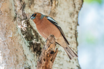 Common chaffinch, Fringilla coelebs, sits on a tree. Common chaffinch in wildlife.