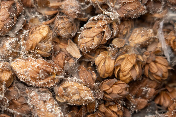 spoiled hops with mold close-up