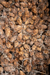 spoiled hops with mold close-up