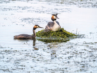 A pair of water birds, Great Crested Grebe, feeding chick at nest.