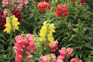 Asian theme garden with pond and memorial