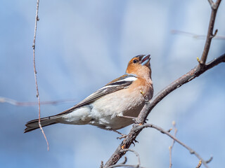 Common chaffinch, Fringilla coelebs, sits on a tree. Common chaffinch in wildlife.