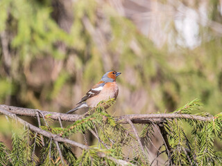 Common chaffinch, Fringilla coelebs, sits on a branch in spring on green background. Common chaffinch in wildlife.