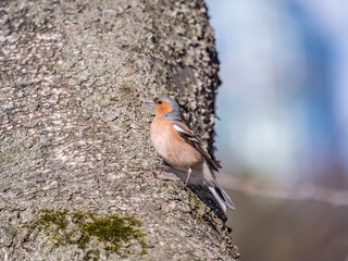 Common chaffinch, Fringilla coelebs, sits on a tree. Common chaffinch in wildlife.