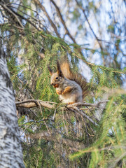 The squirrel with nut sits on a branches in the spring or summer.