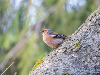 Common chaffinch, Fringilla coelebs, sits on a tree. Common chaffinch in wildlife.